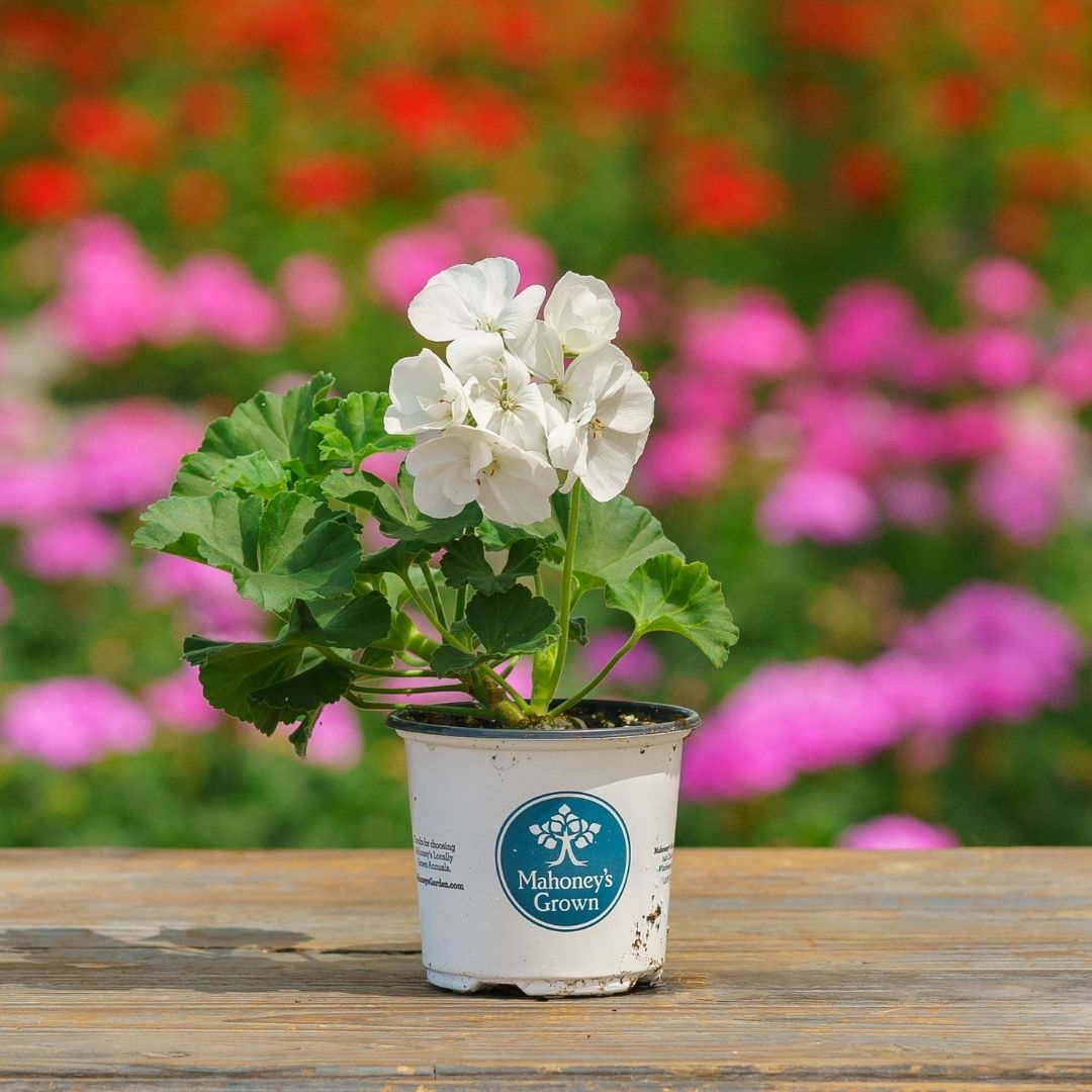 Geranium – Tango White – 4″ Pot